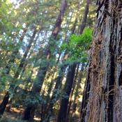 The beautiful forests surrounding Montalvo.